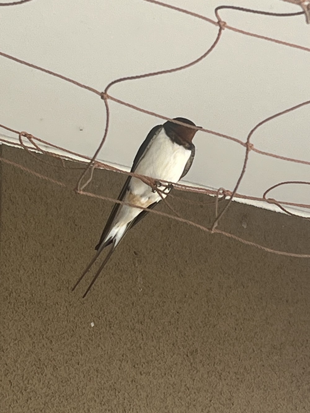 幸せを運んでくれる幸運の鳥「つばめ」
