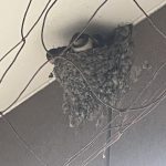 幸せを運んでくれる幸運の鳥「つばめ」Part2