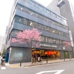 河津桜が咲きました🌸